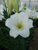 [4109 Global Beauty Mak No02.JPG]